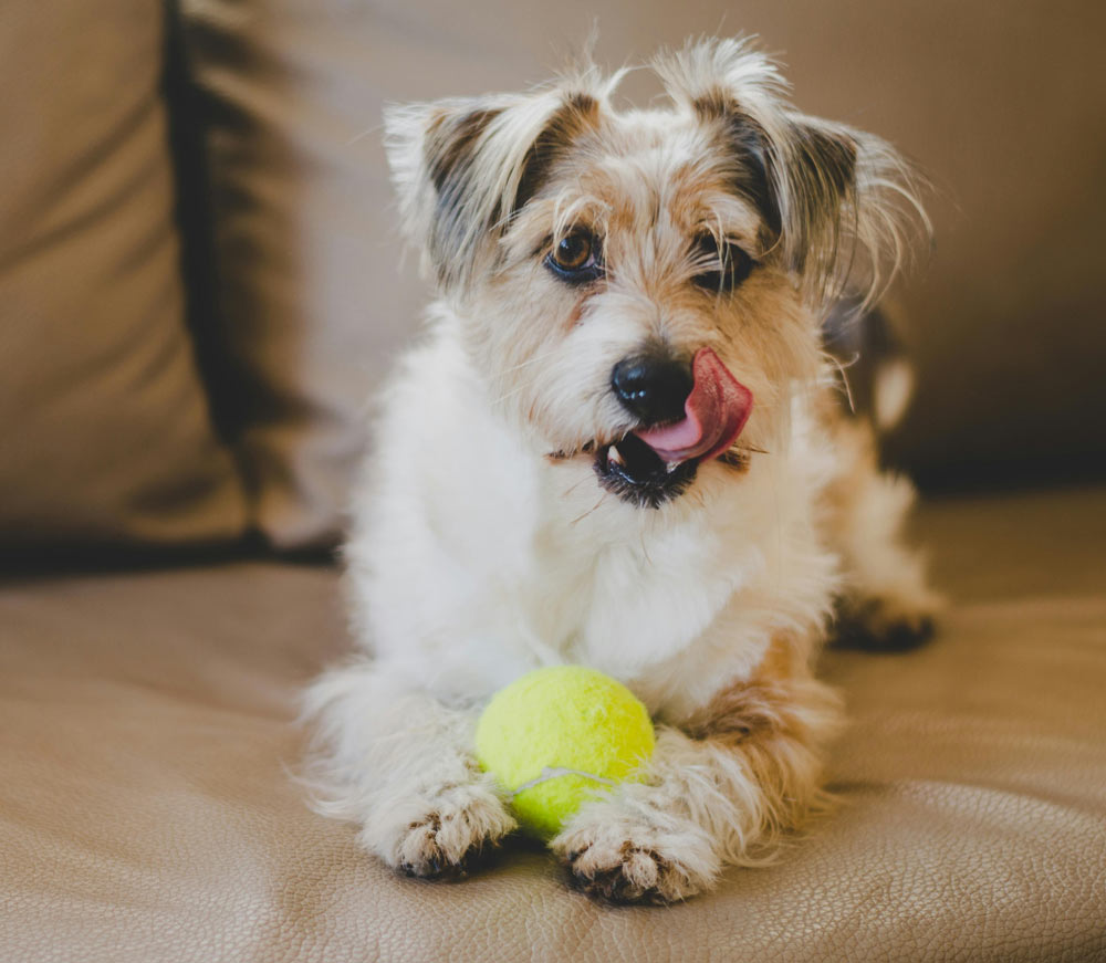 A dog sitting on a couch
